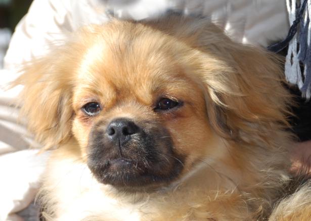 Barrajy tibetan sales spaniels